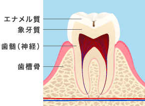 奥歯のイメージ