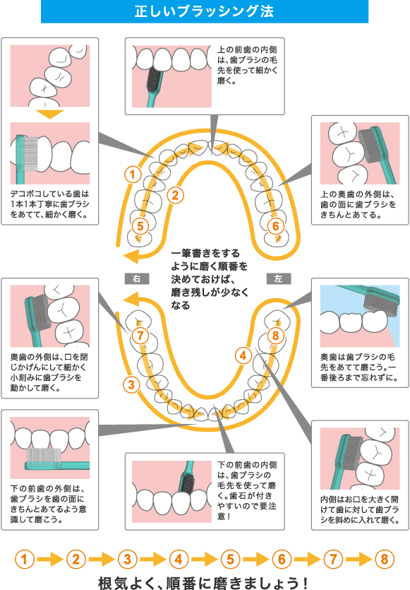 正しいブラッシング法