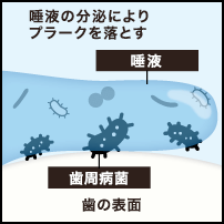 乳酸菌の働き《歯垢形成や歯周病菌の抑制》