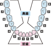 使用できる人口歯（被せ物）の種類について