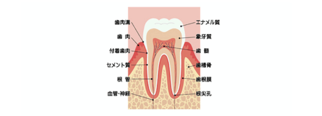 歯の構造