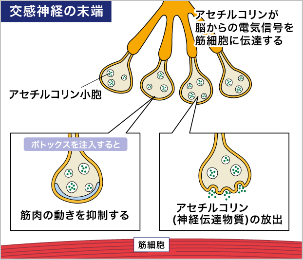 交感神経の末端