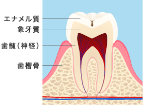 奥歯のイメージ